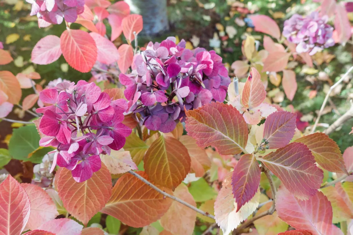 Hydrangea bush with cluster of purple flowers