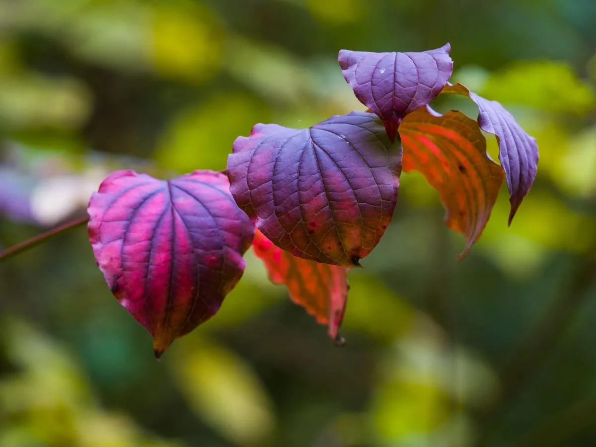 Dogwood bush with purple leaves