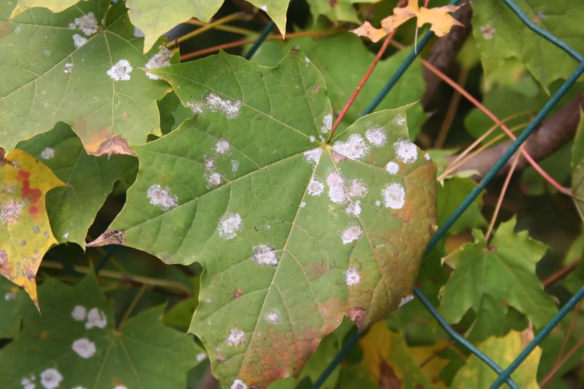  diseased maple leaf