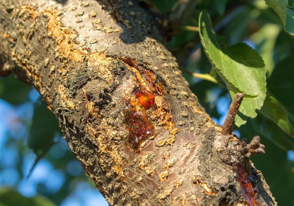  tree canker