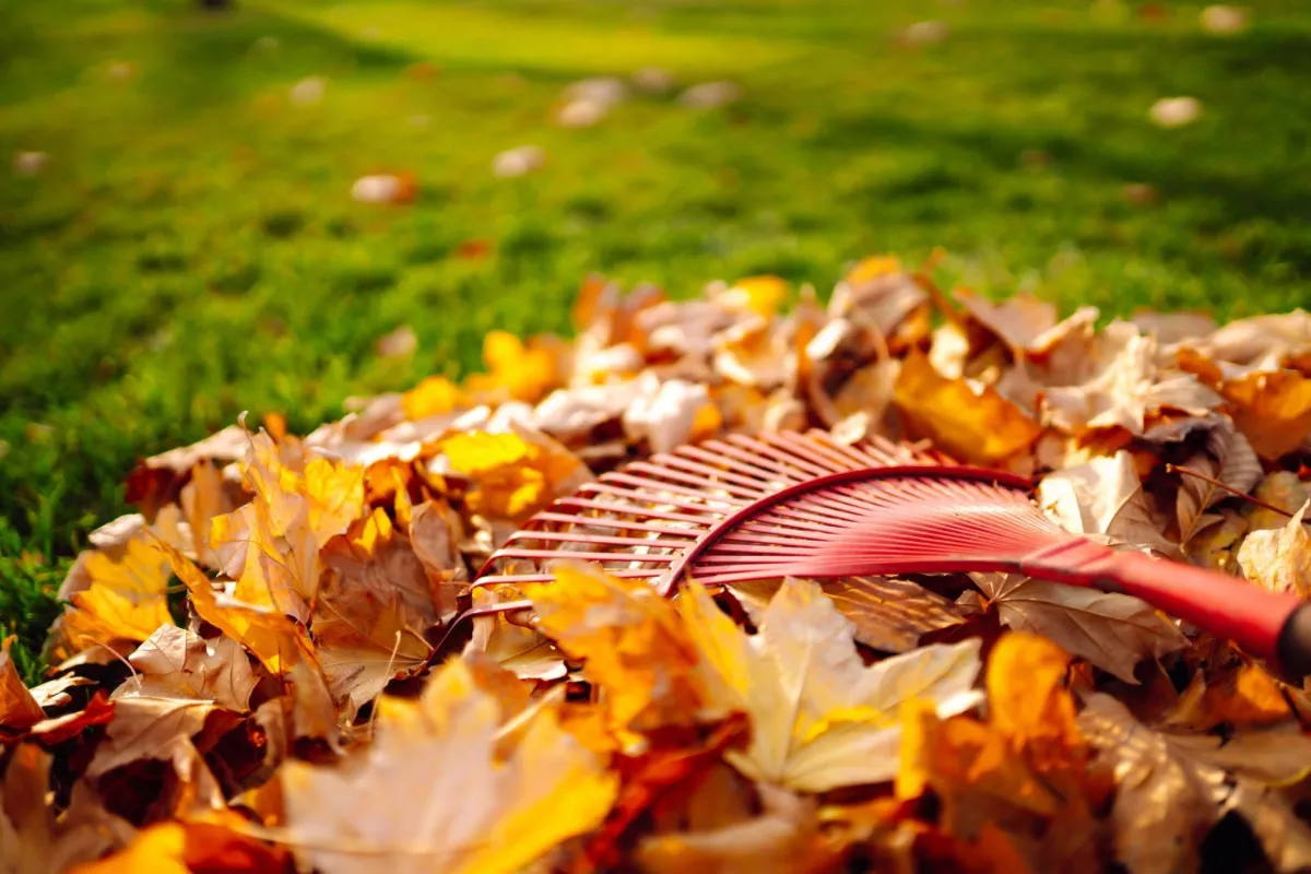 raking up leaves