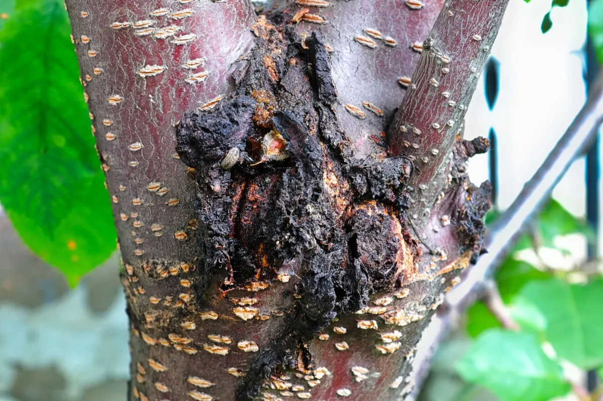 a large tree canker