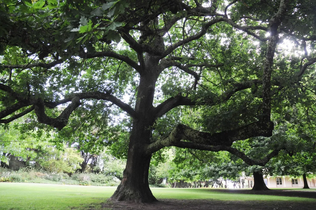 A large oak tree in a backyard