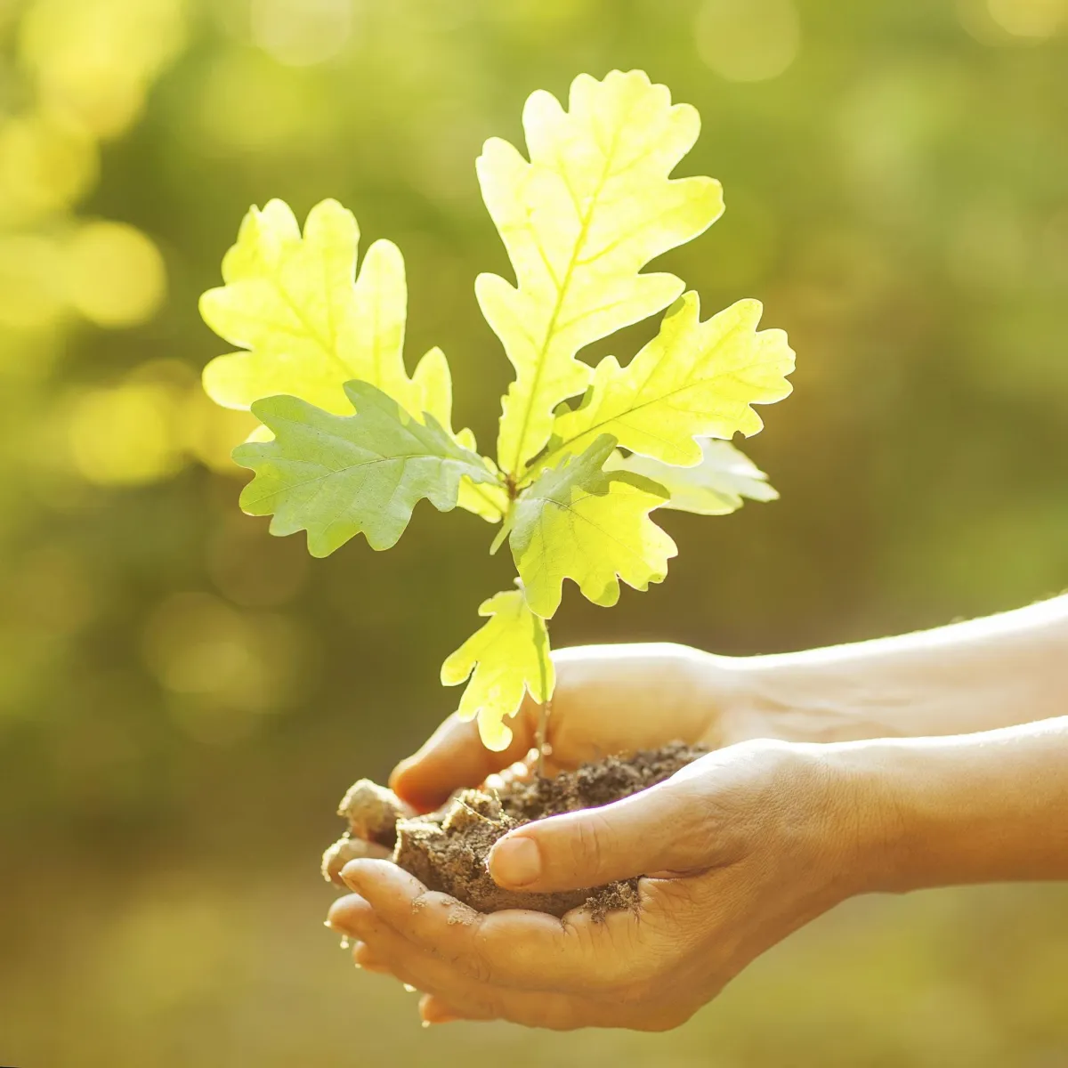 a baby oak tree