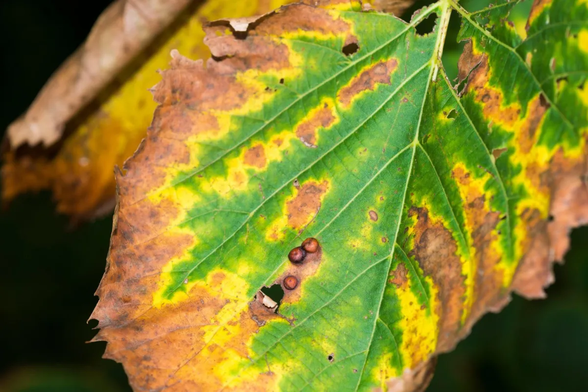 bacterial leaf scorch