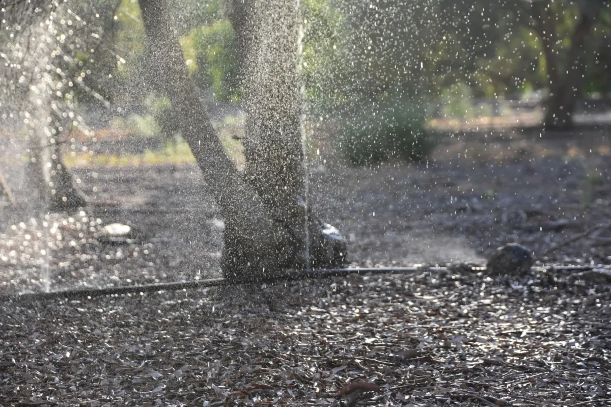 an irrigaion system for small trees