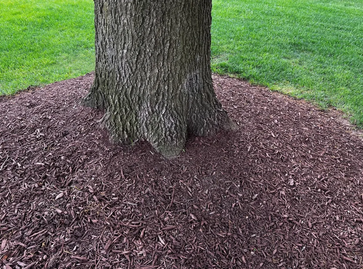 mulch around the base of an oak tree