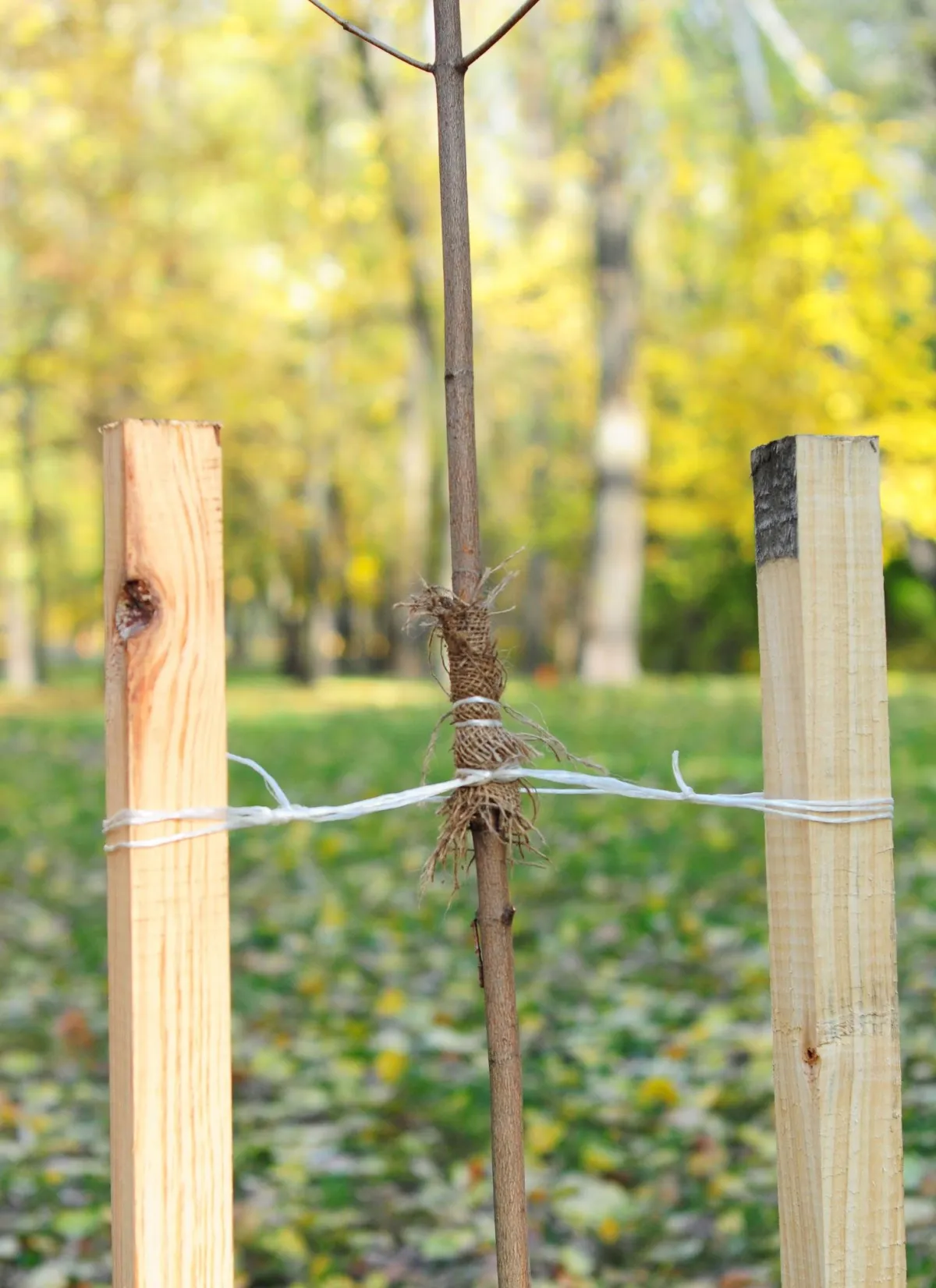 a small sappling supported by stakes