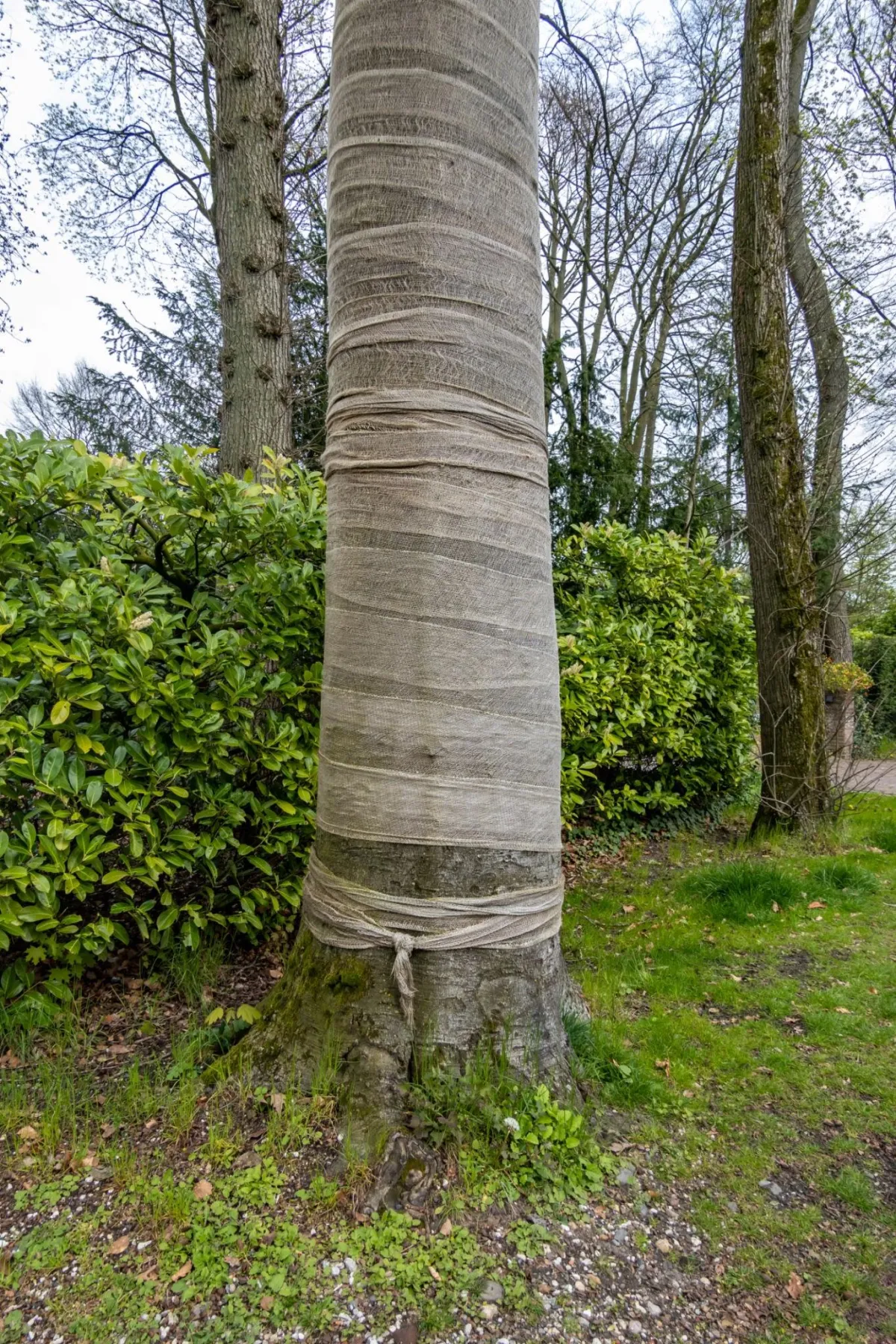 a tall tree trunk wrapped in burlap