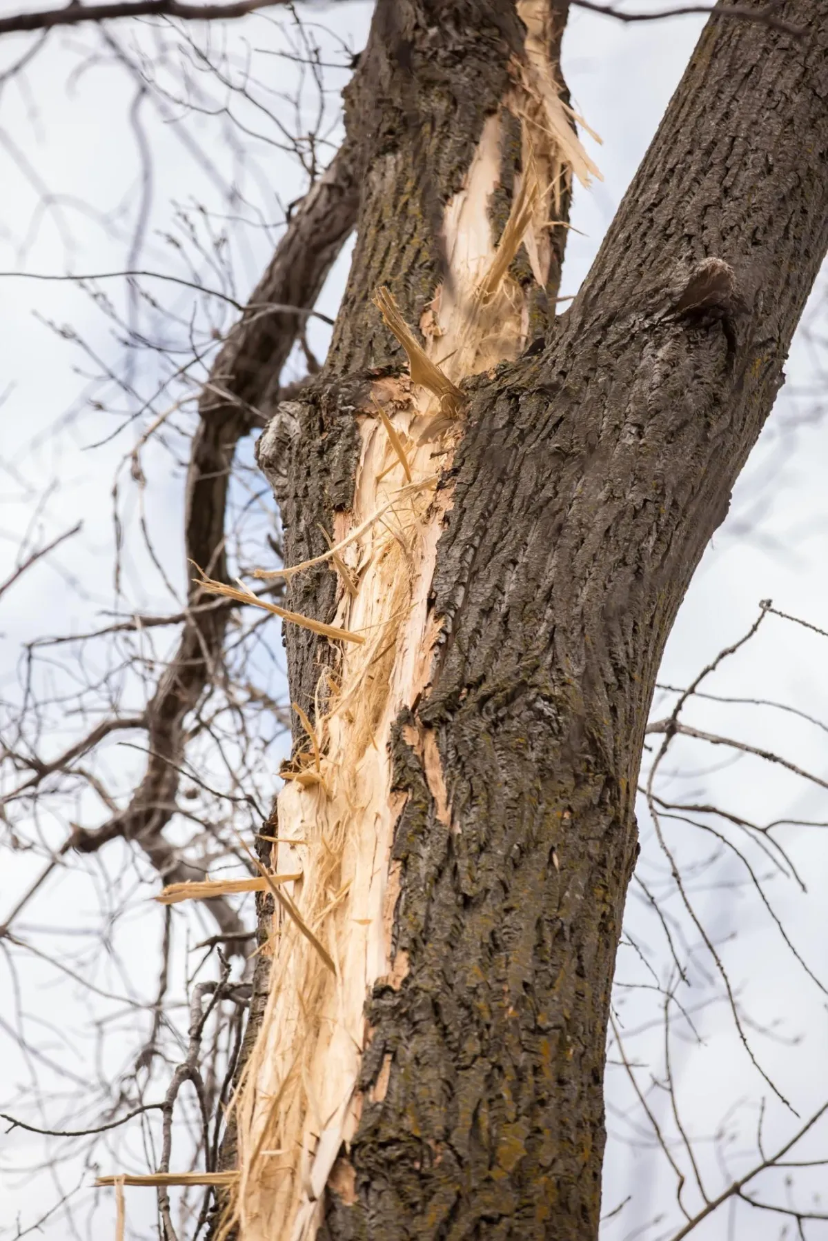 severe trunk damage