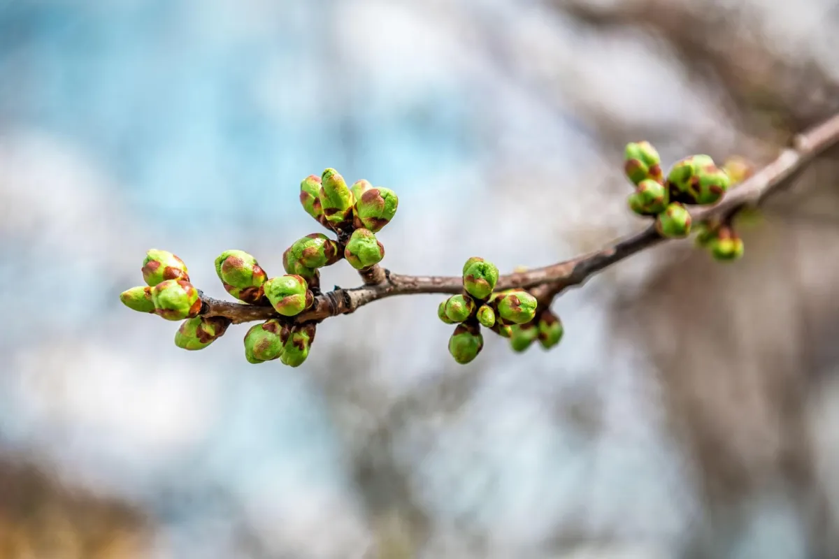 tree leaf buds