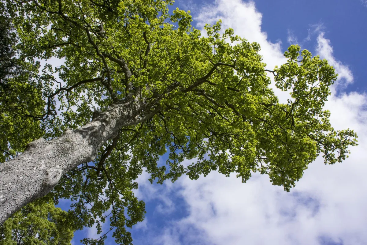 less than 50% tree canopy loss