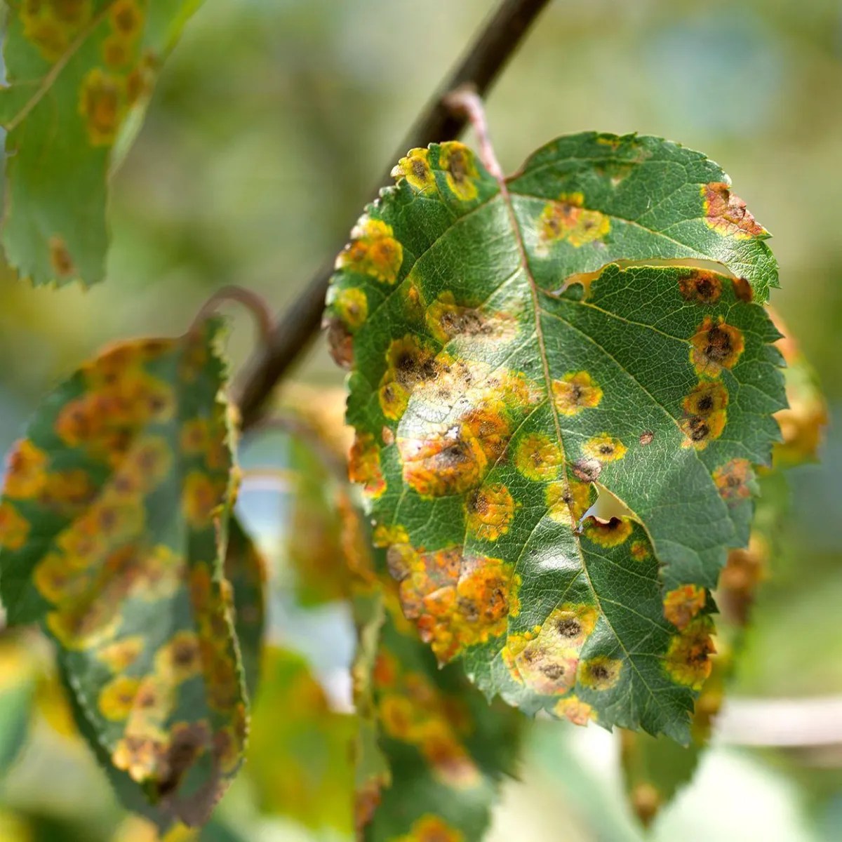 Pest & Disease Management