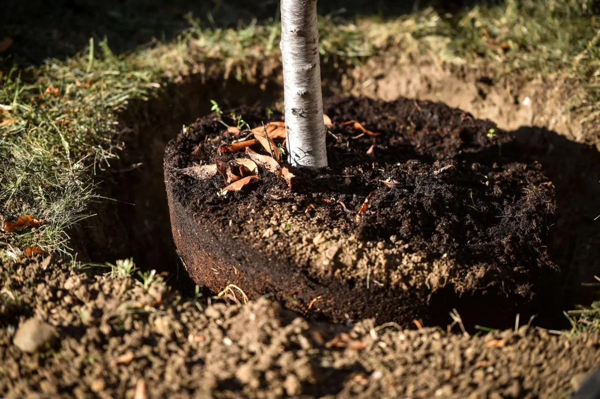 Tree & Shrub Trimming or Removal