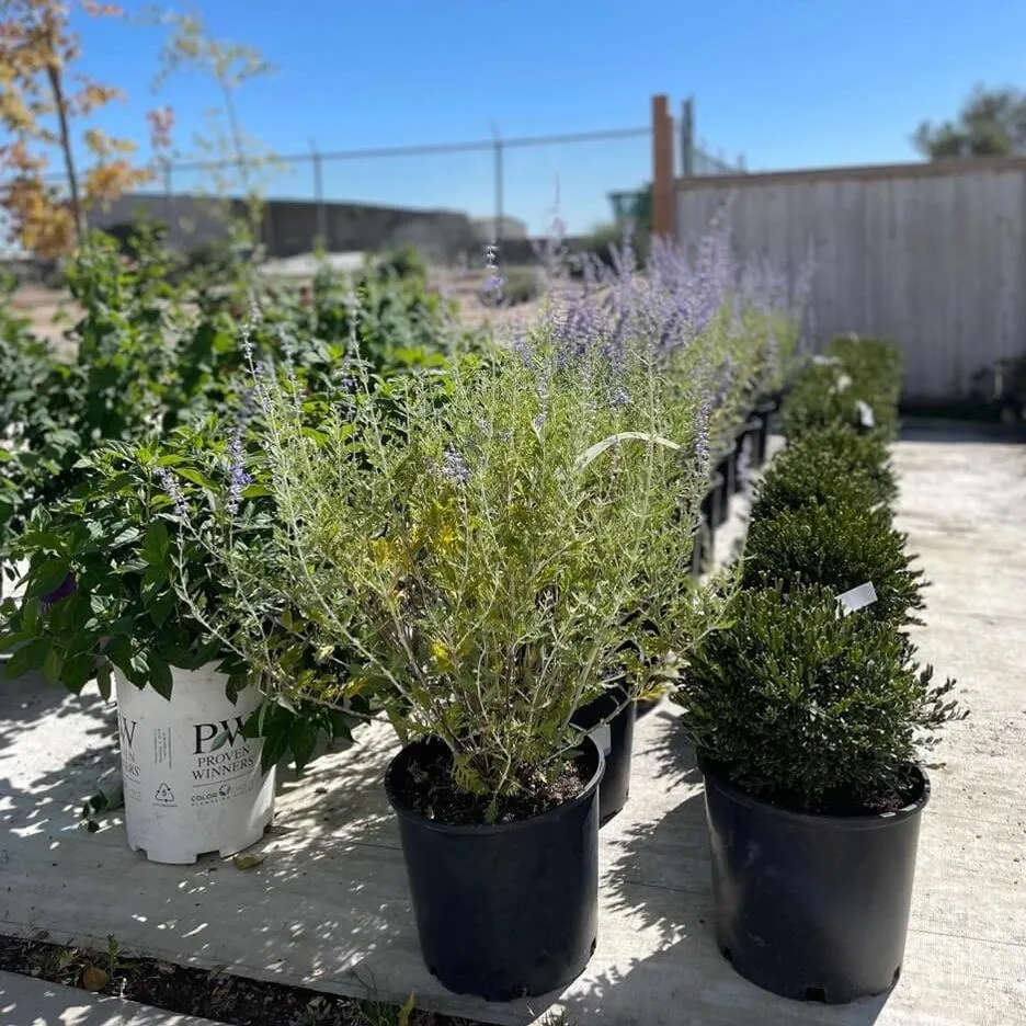 Tree's & Shrubs Country Flower Kettle