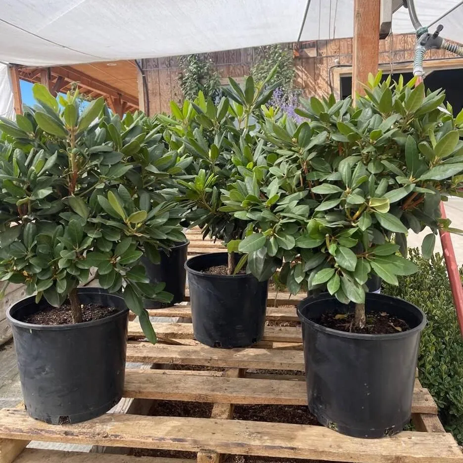 Tree's & Shrubs Country Flower Kettle