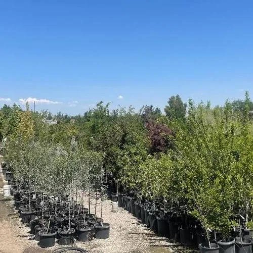 Tree's & Shrubs Country Flower Kettle