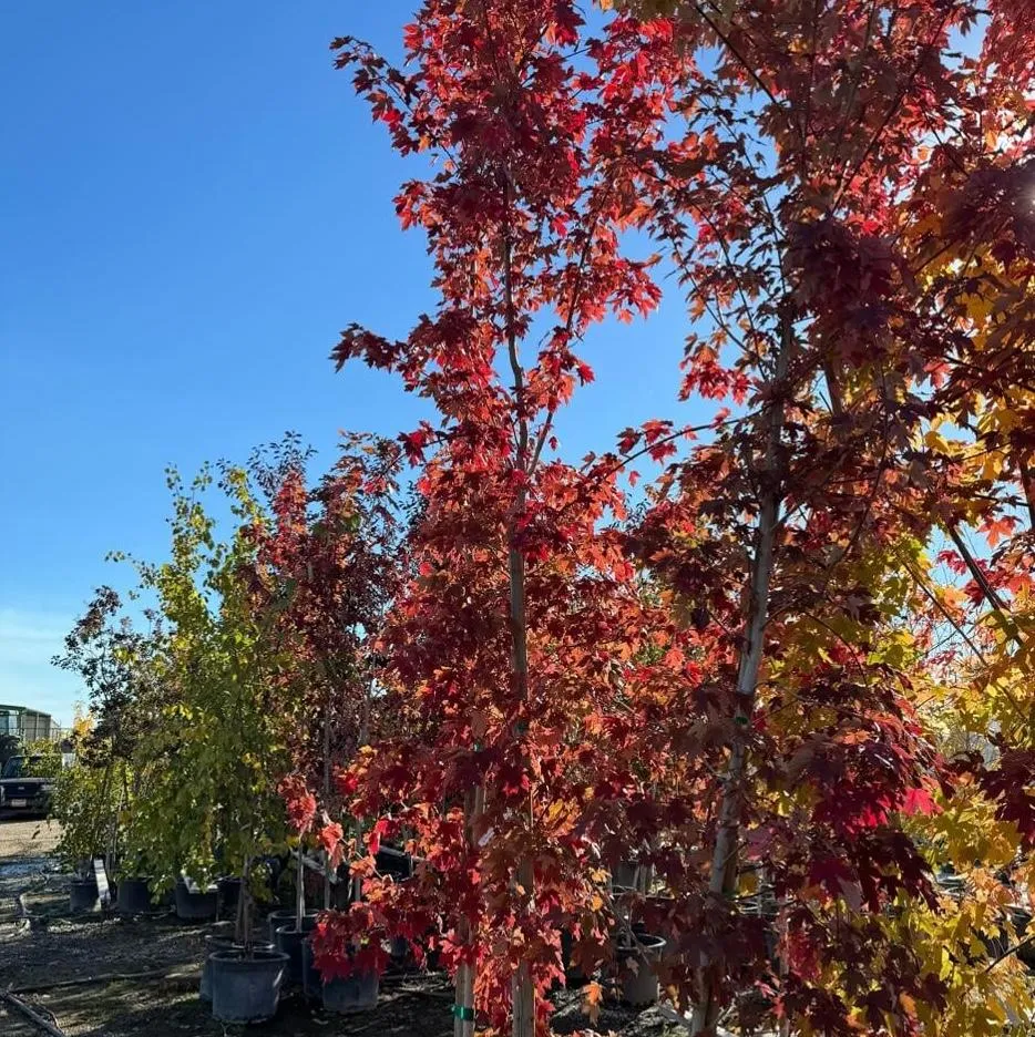 Tree's & Shrubs Country Flower Kettle