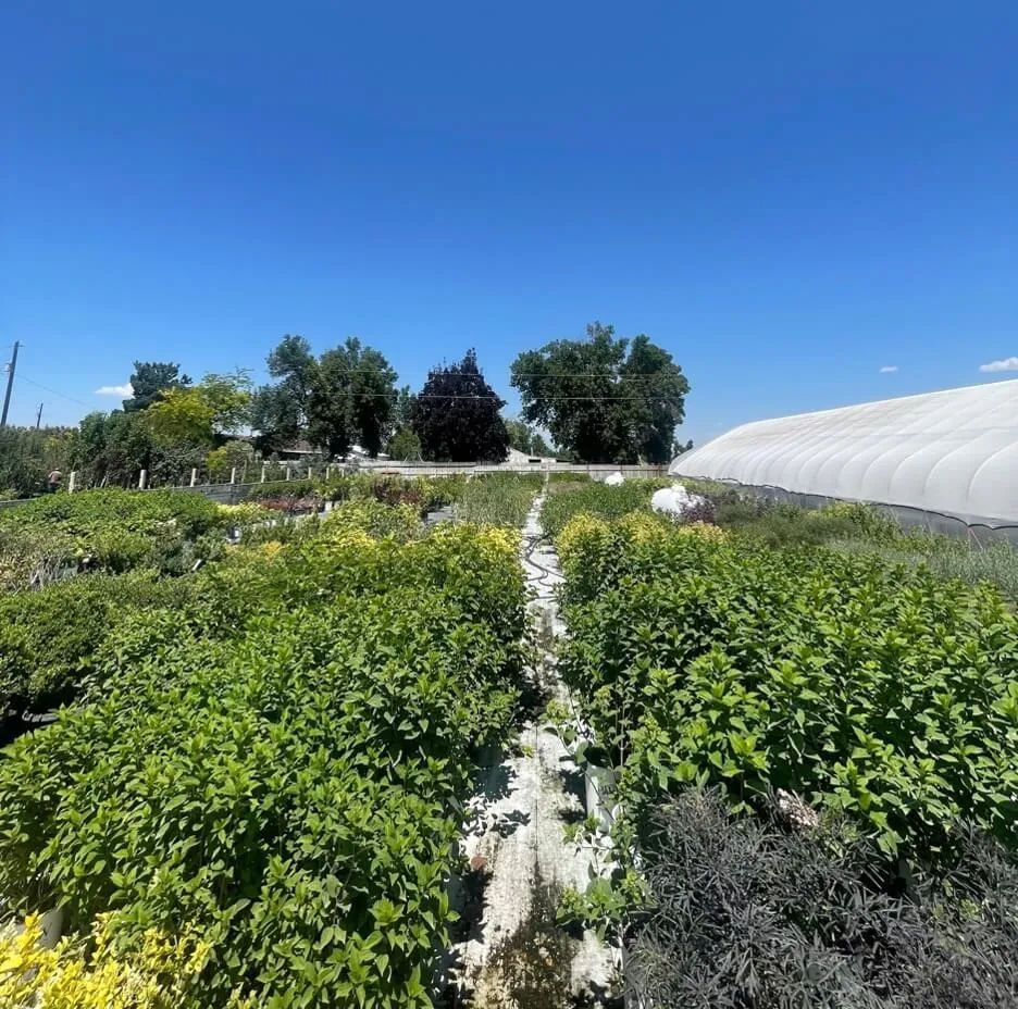 Tree's & Shrubs Country Flower Kettle