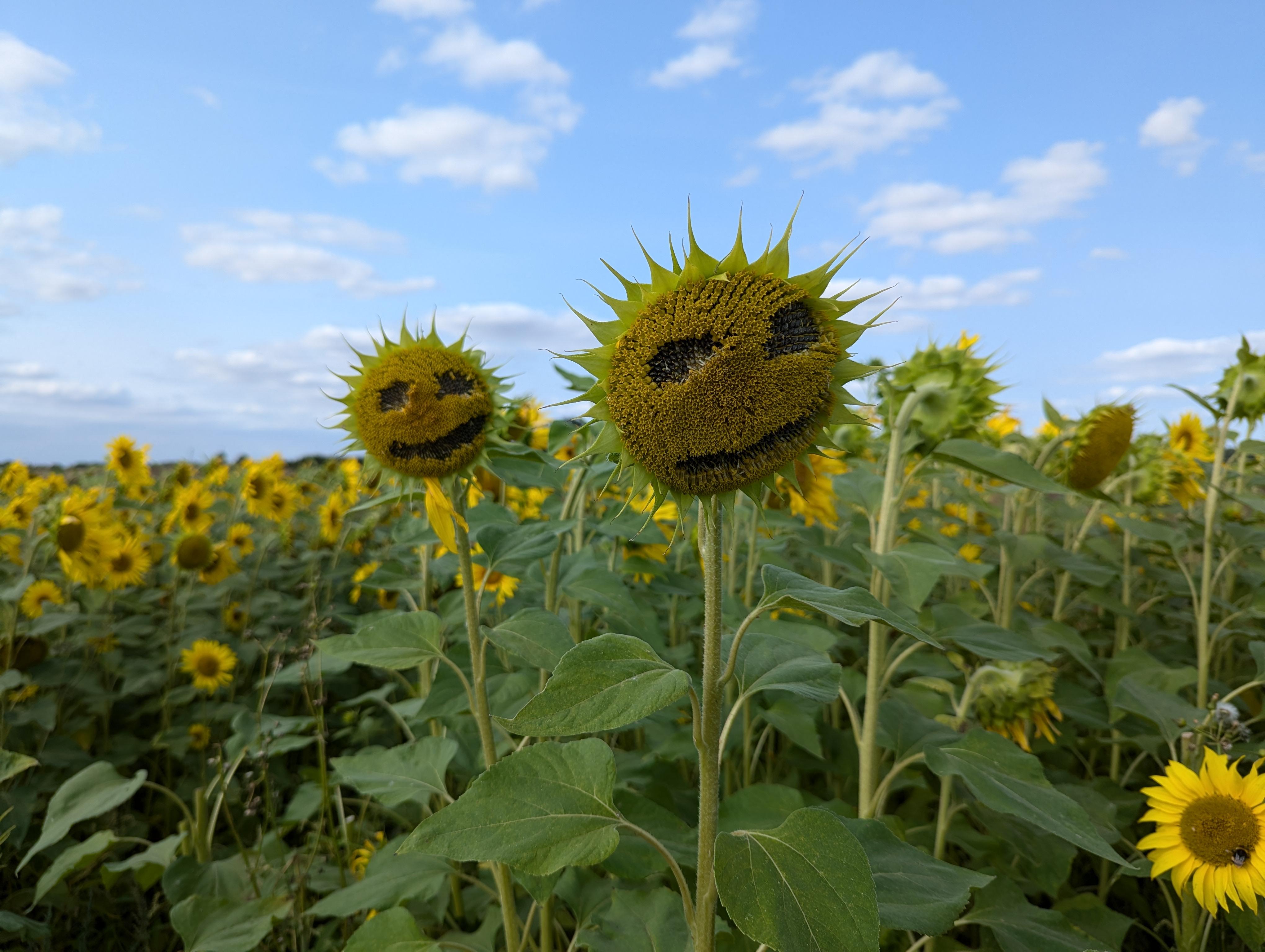 A field of sunflowers with a blue sky. Two sunflowers have smiling faces.