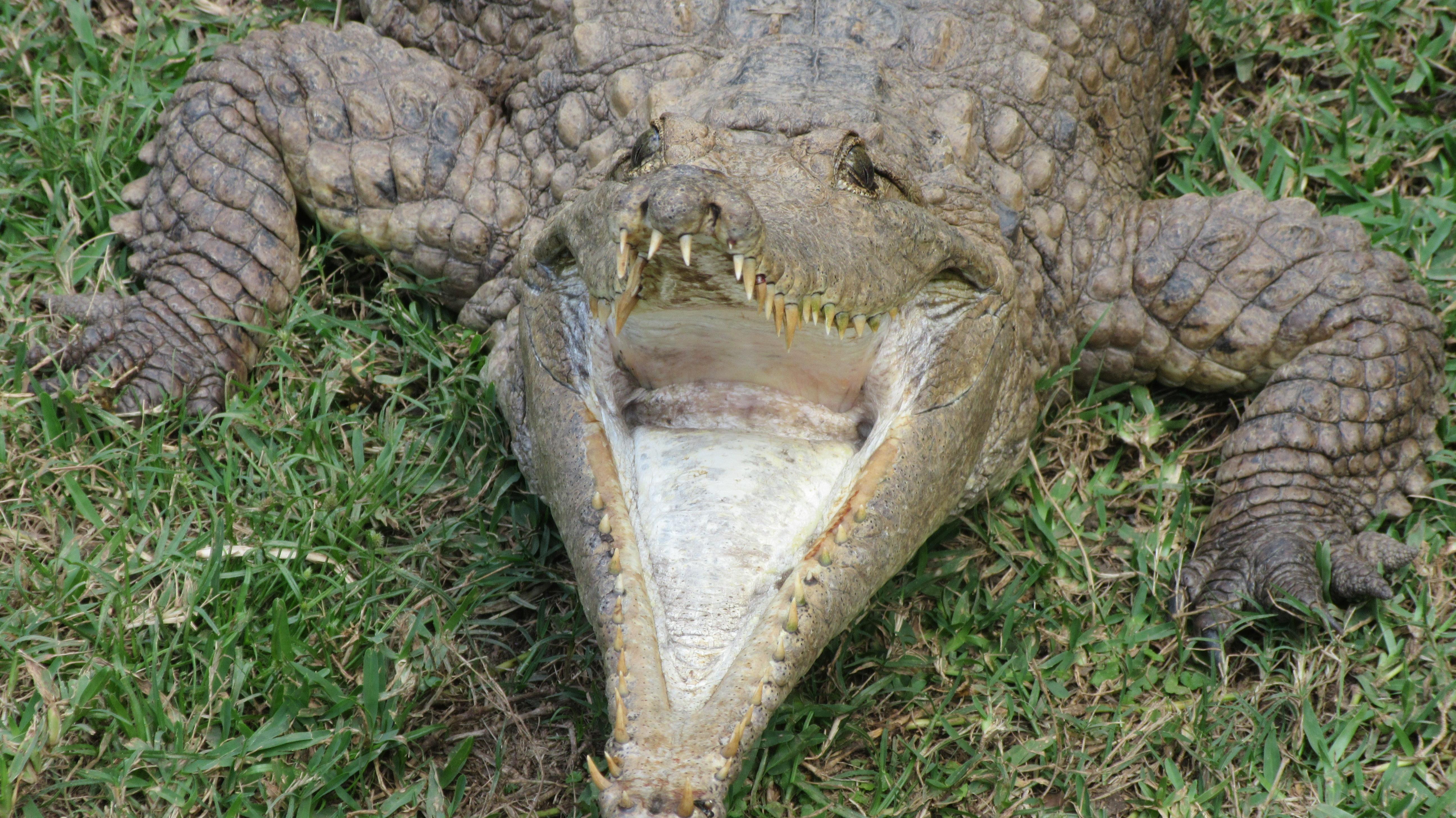 An alligator facing the camera with its jaws open showing sharp teeth.