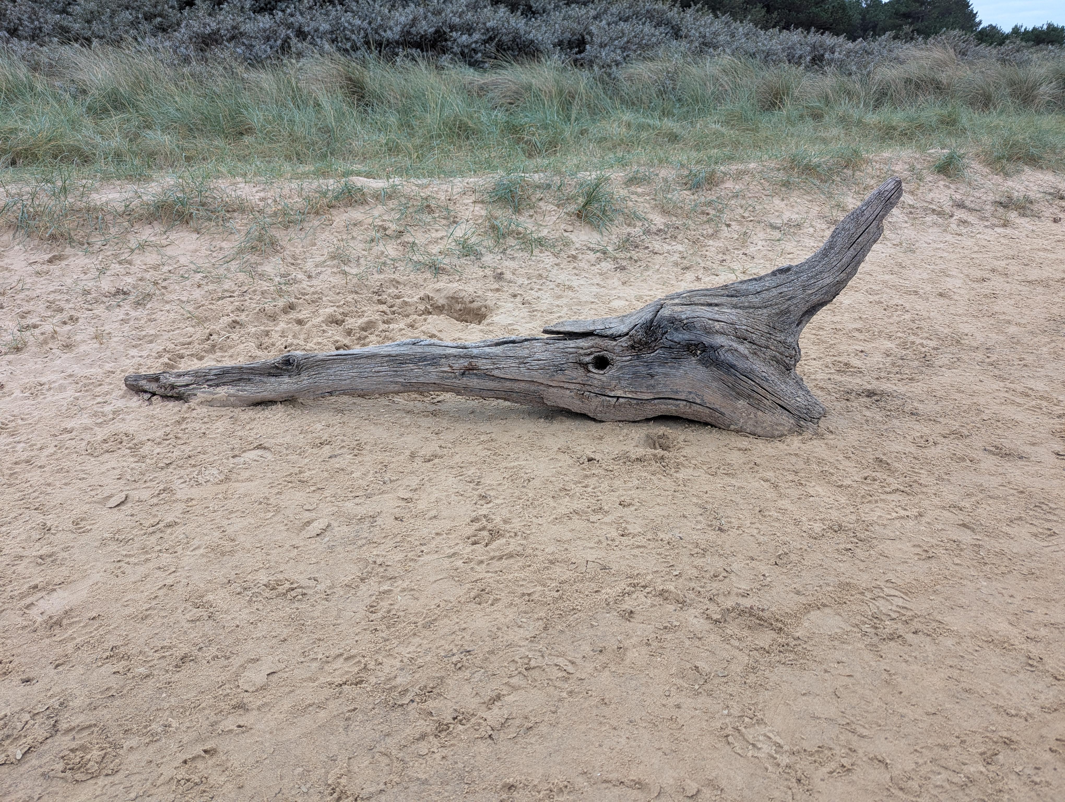 A piece of driftwood on the sand which might look like the head of a monster with a long thin beak.