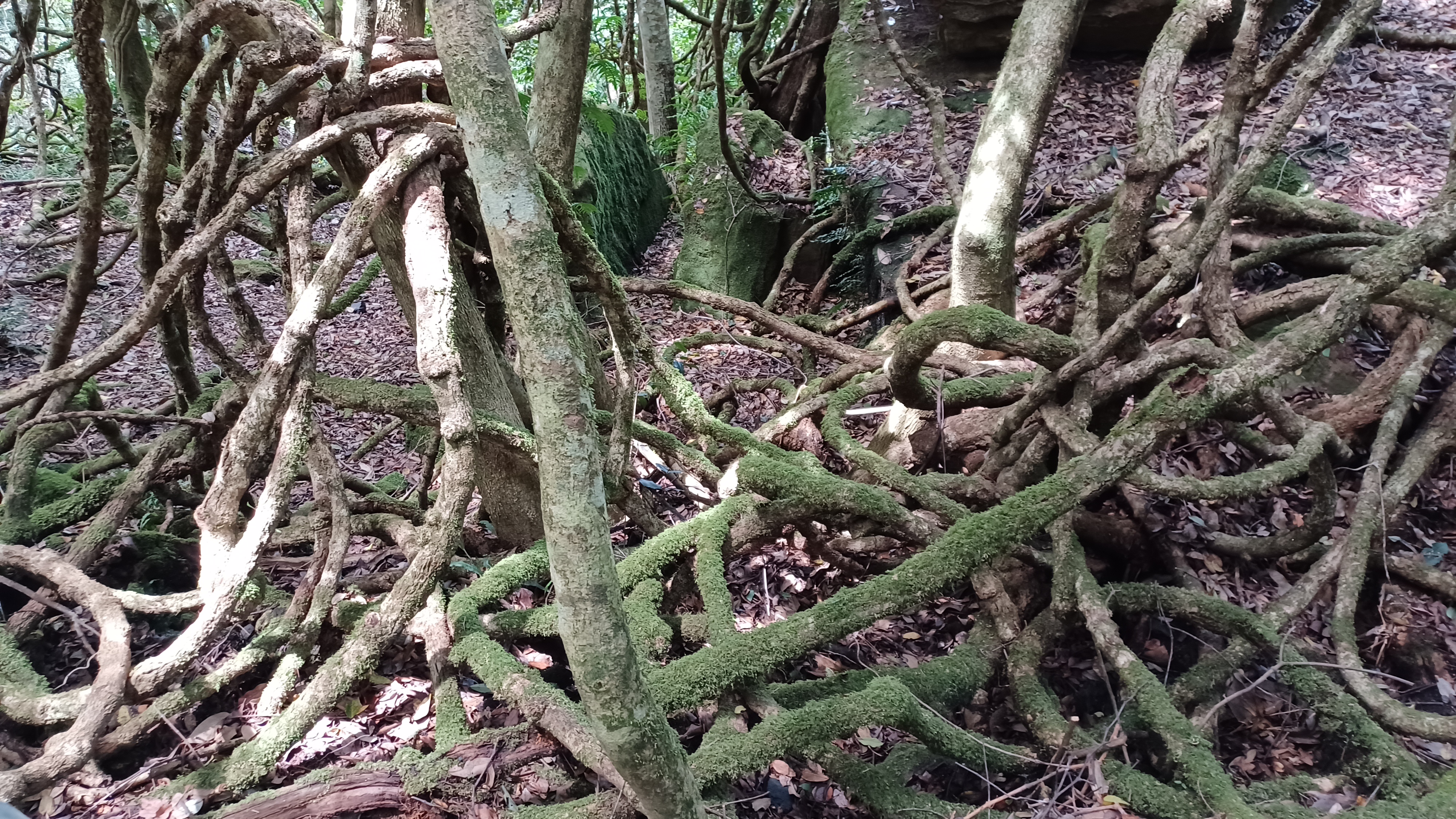 A tangle of tee roots and branches going in all directions