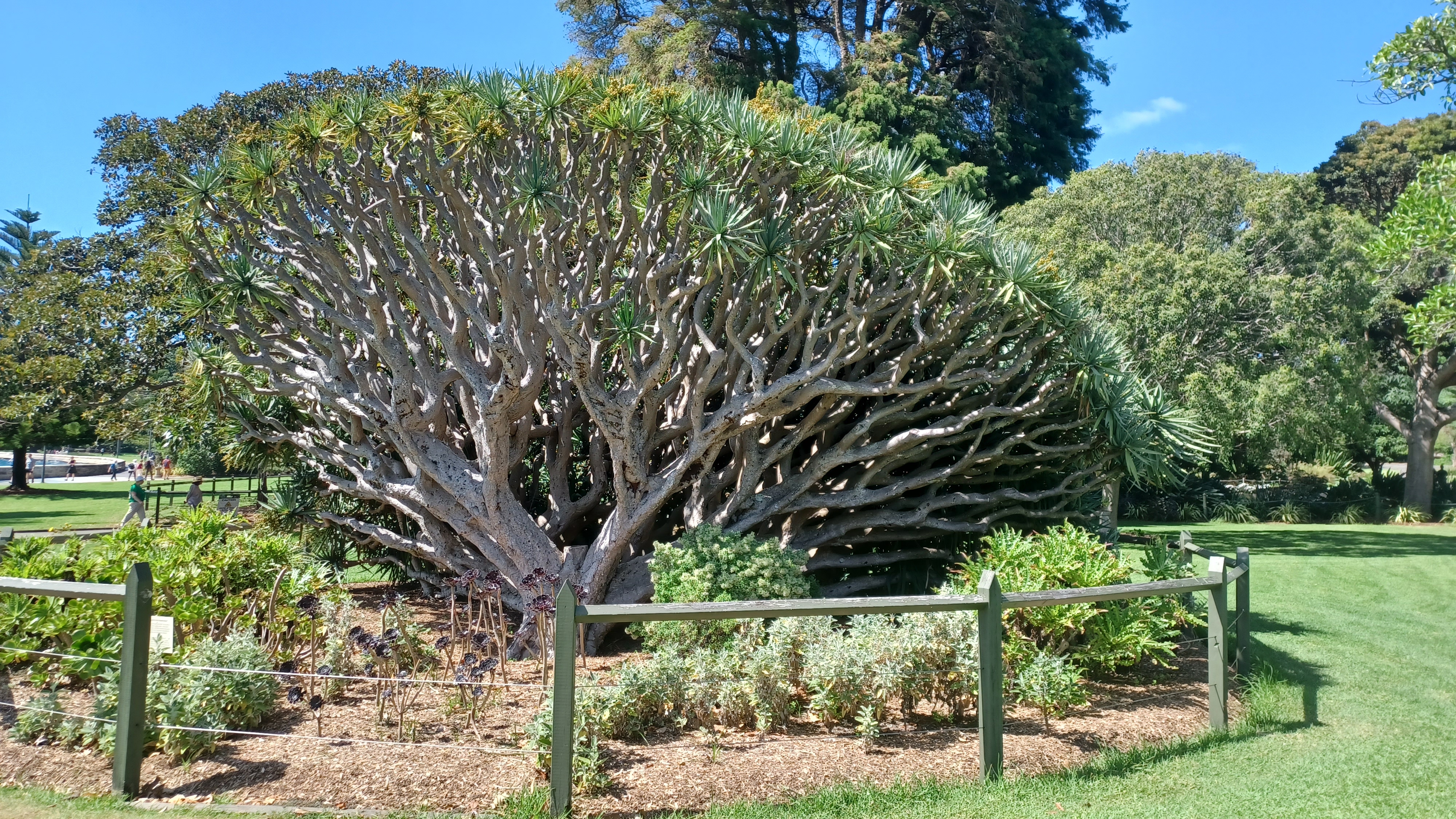 An old tree is fenced off within a park
