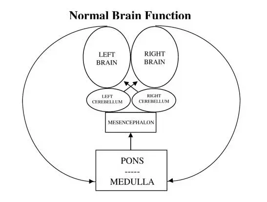 Normal brain function diagram 