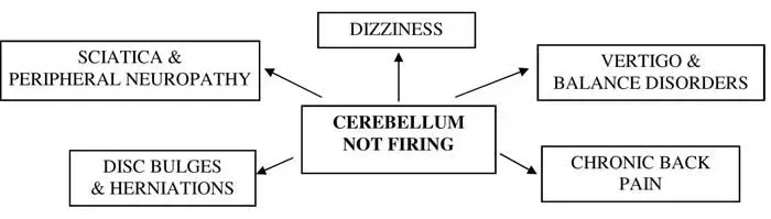 What about the cerebellum?