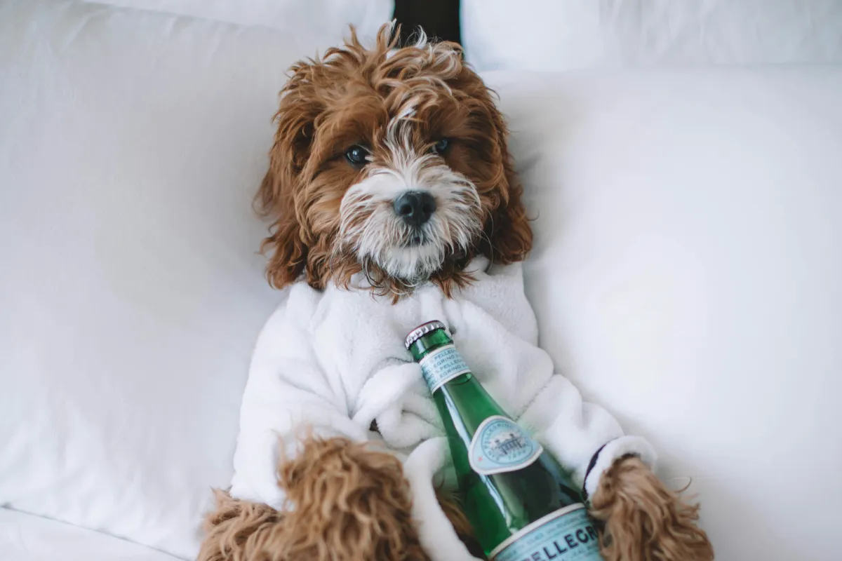 Dog sitting on a bed holding a bottle, symbolizing calm business systems and less overwhelm for dog trainers.