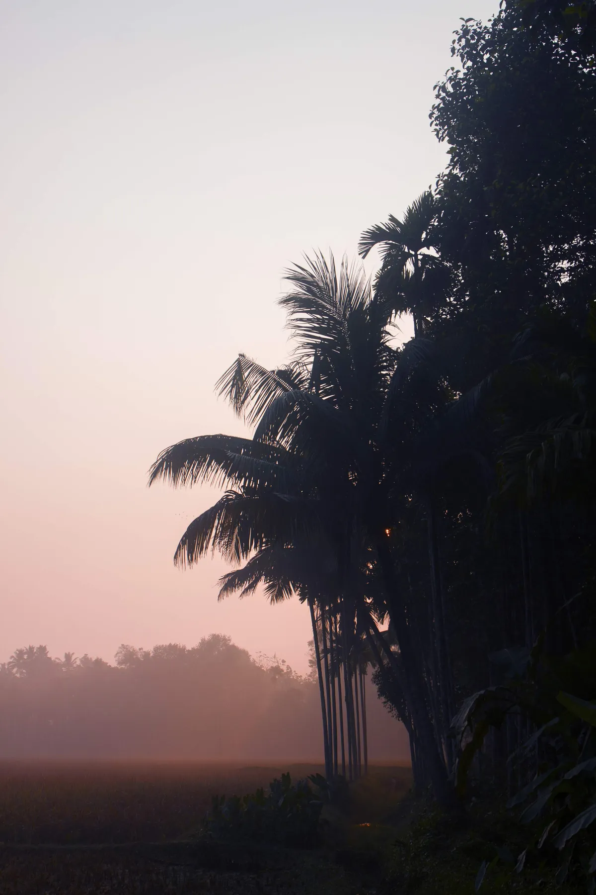 Silhouette of a person performing a tree pose in yoga, framed by a window overlooking lush green trees