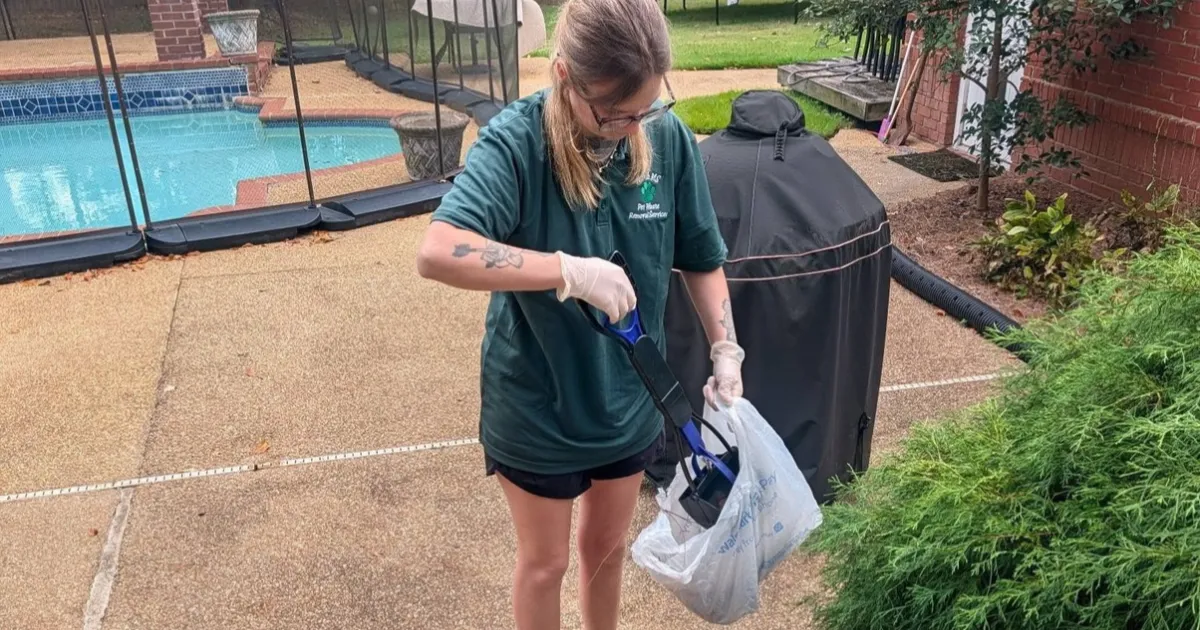 Safe botanical spray treatment being gently applied to green backyard lawn