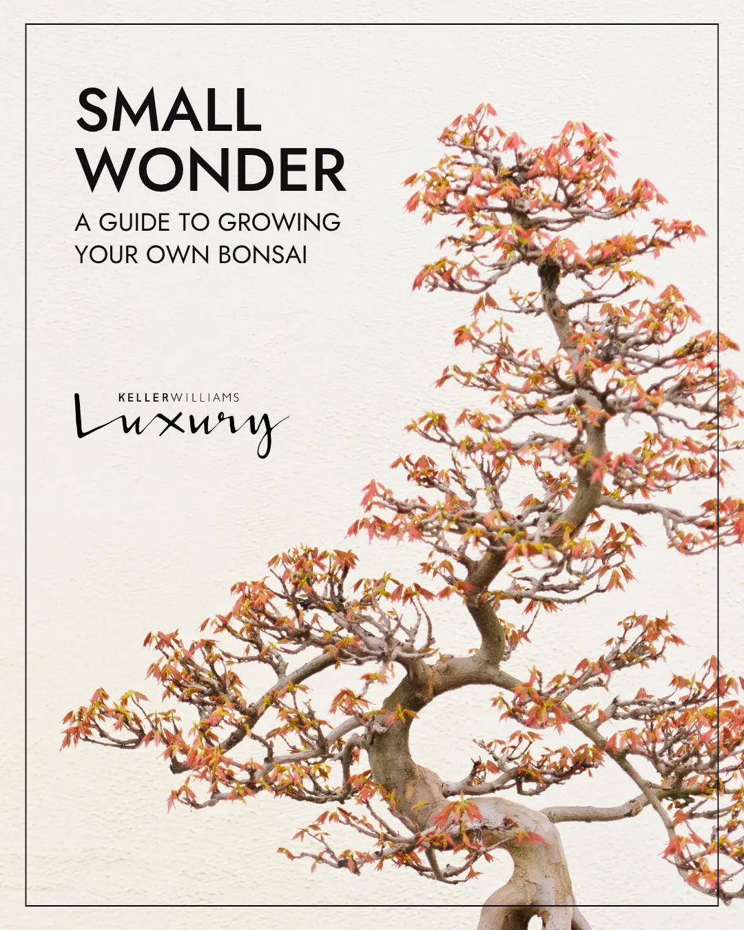 The Gentle Art of Bonsai: A Calming Hobby