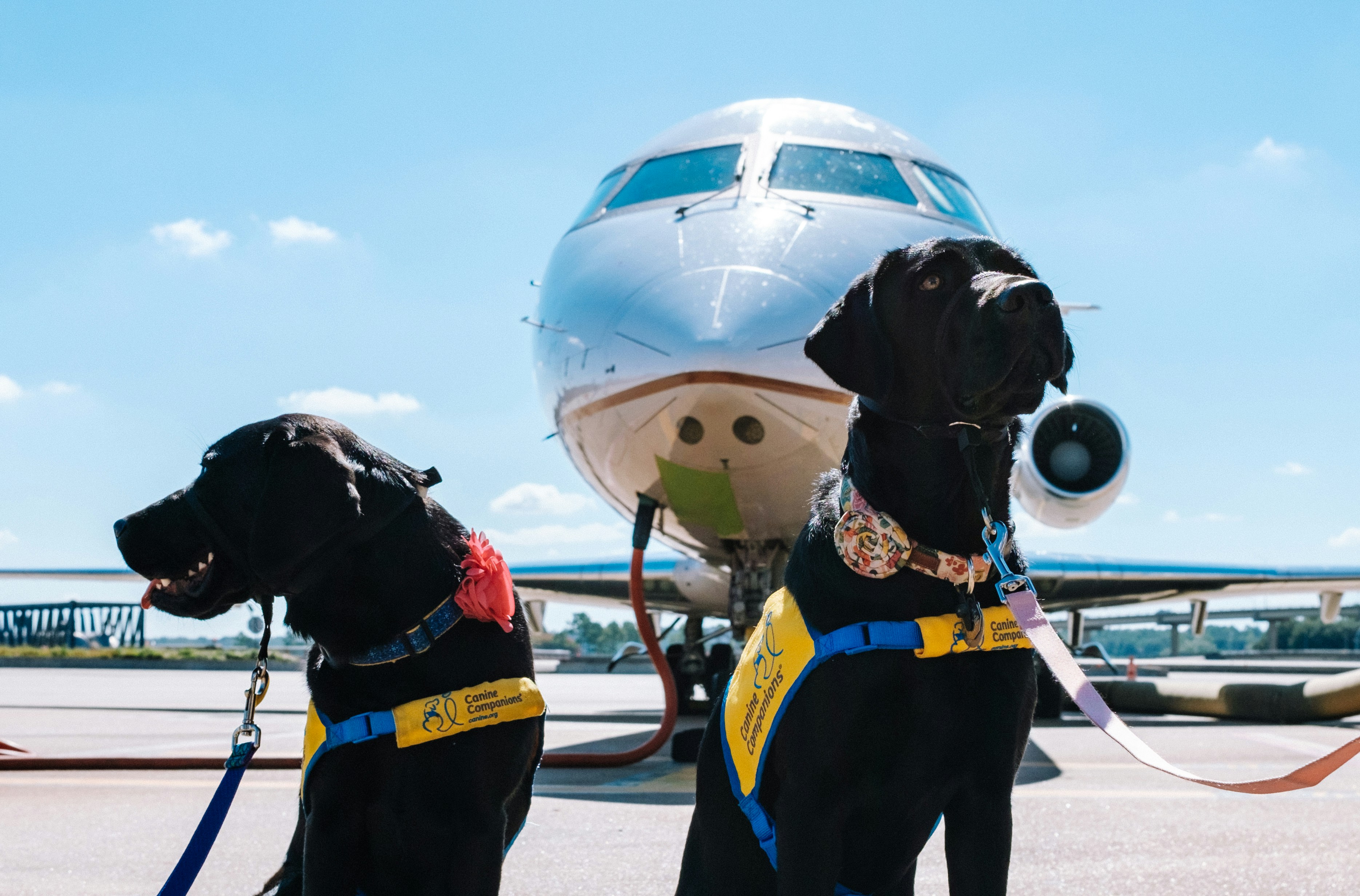 Pet-Friendly Airlines: Fly with Your Dog or Cat