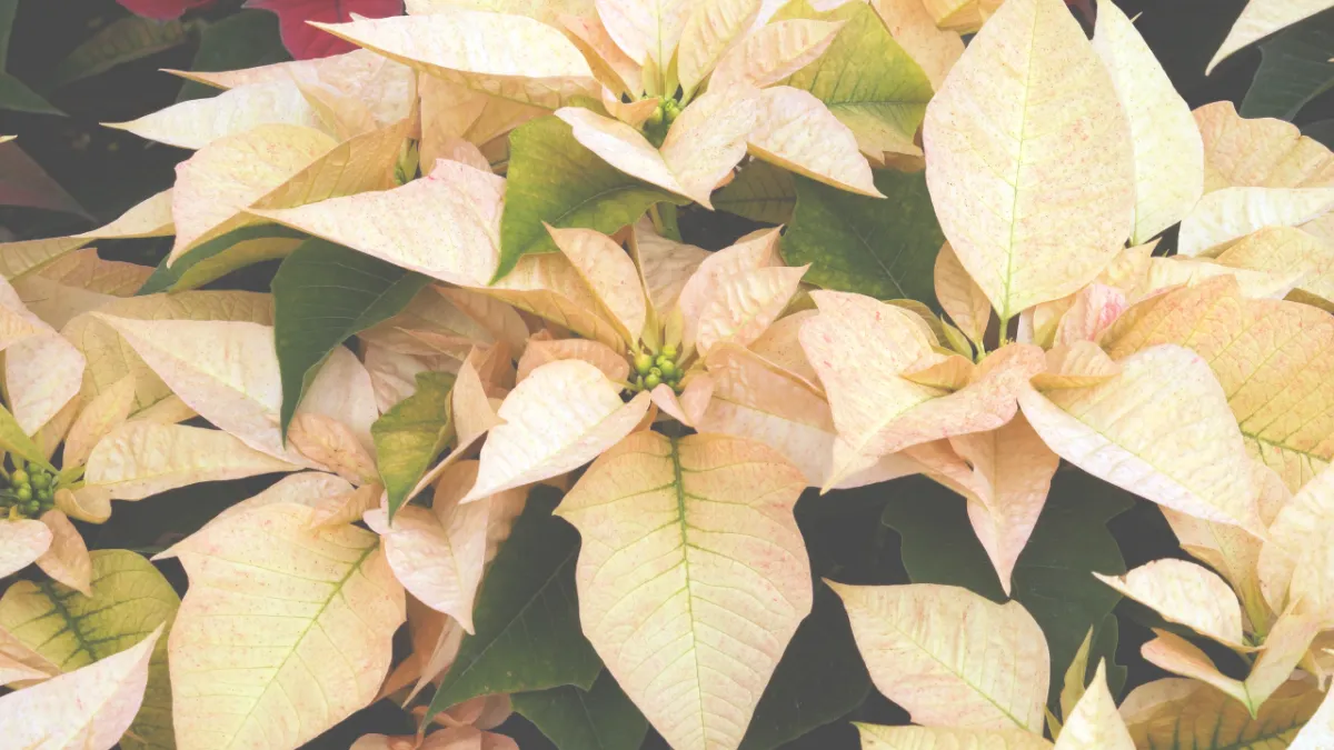 Monday Mindset: Letting Go of the Race - No More Rushing  