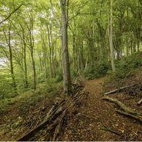 community, online community, like-minded, support, network, nature 