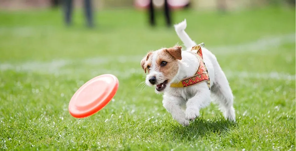 pet boarding facility