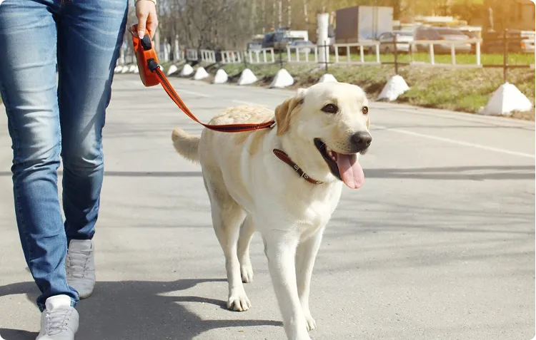 pet boarding & daycare