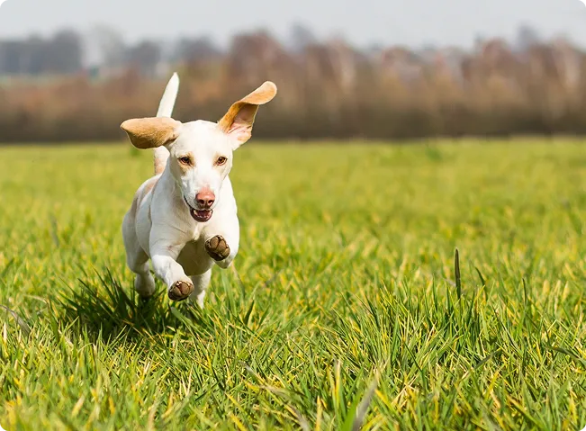 dog is running in green grass