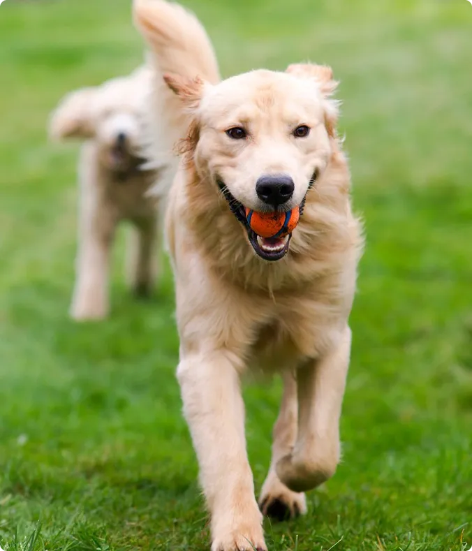 Dog hold a ball in his mouth