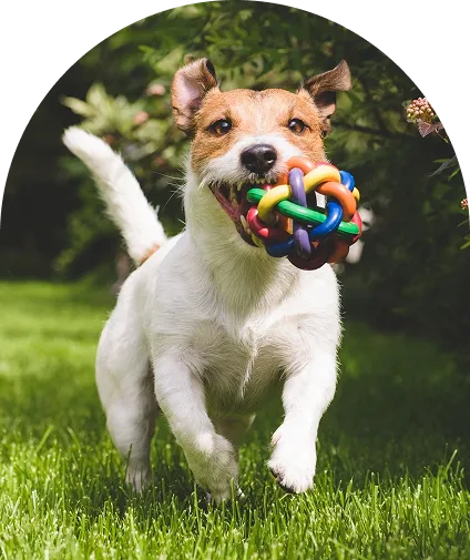 Dog hold a colorful ball in his mouth