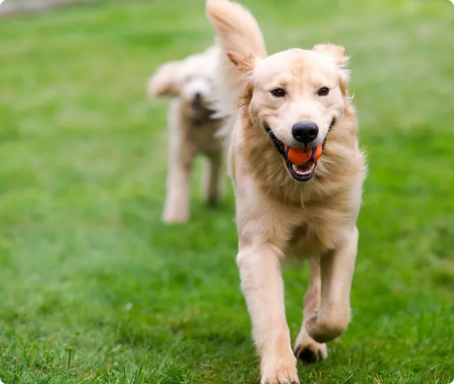 Golden Retriever running happily on green grass
