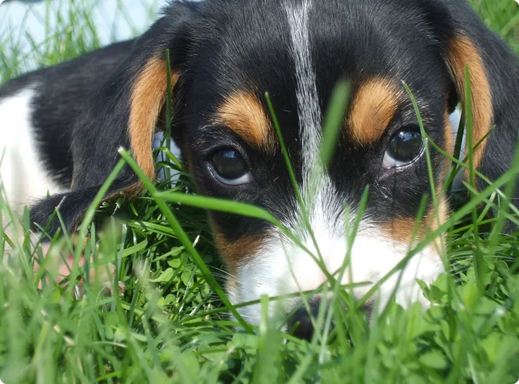 tricolour Beagle pPuppy laying down in green grass