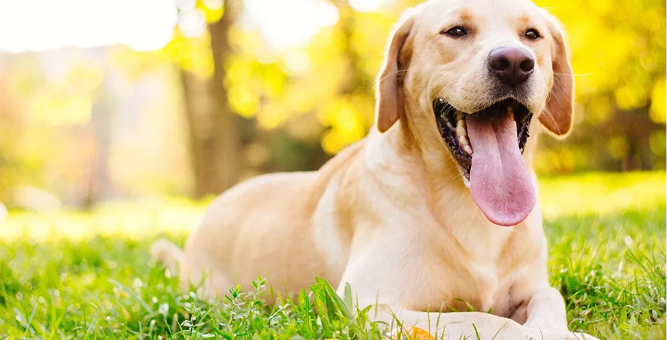 dog take rest in green grass