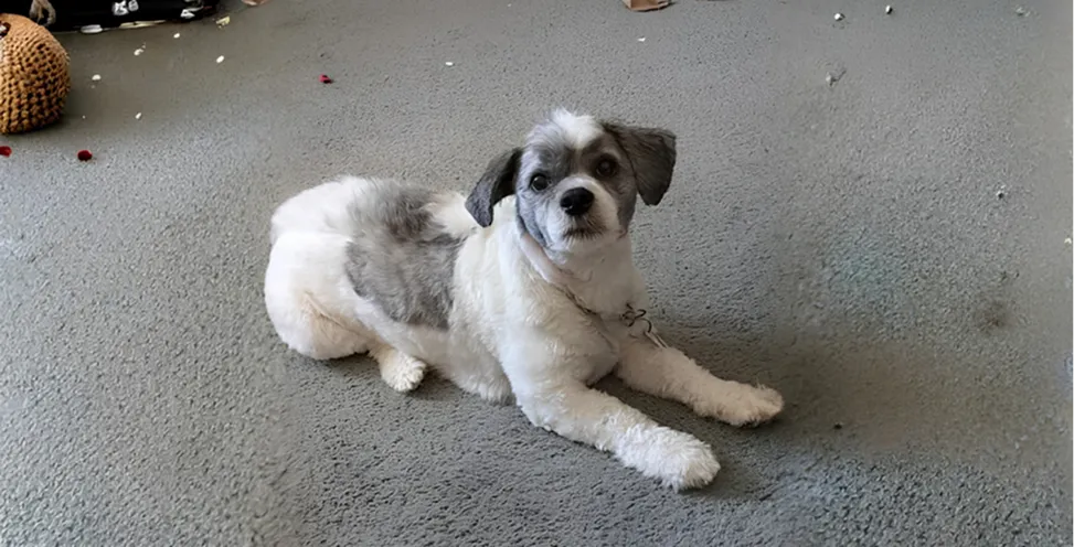 Dog is sitting on floor