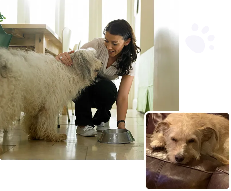 Lady caring for their pet in a daycare