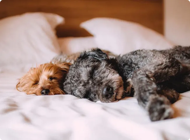 two dogs peacefully sleeping together on a white bed
