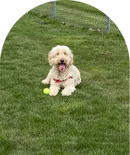 Goldendoodle playing with a yellow ball on grass