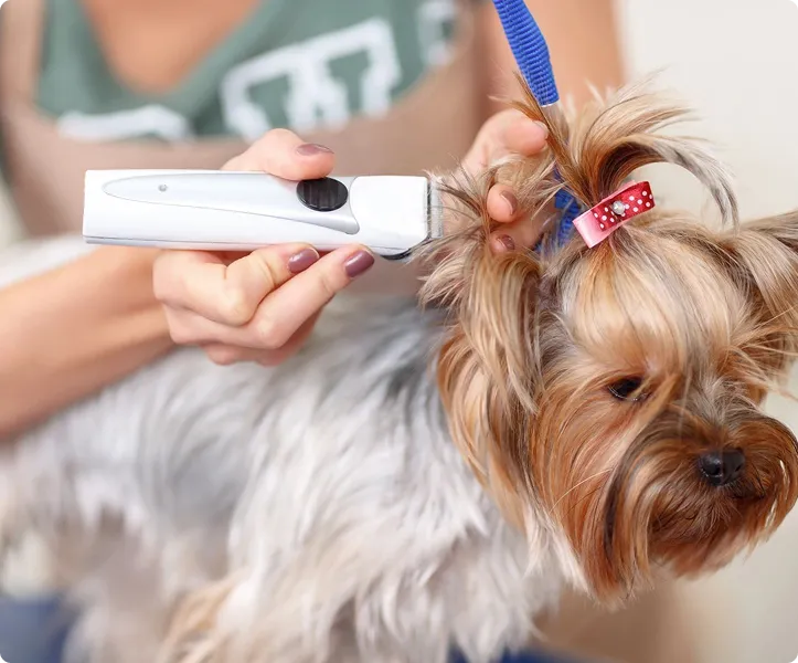 Grooming a small dog's head with an electric trimmer